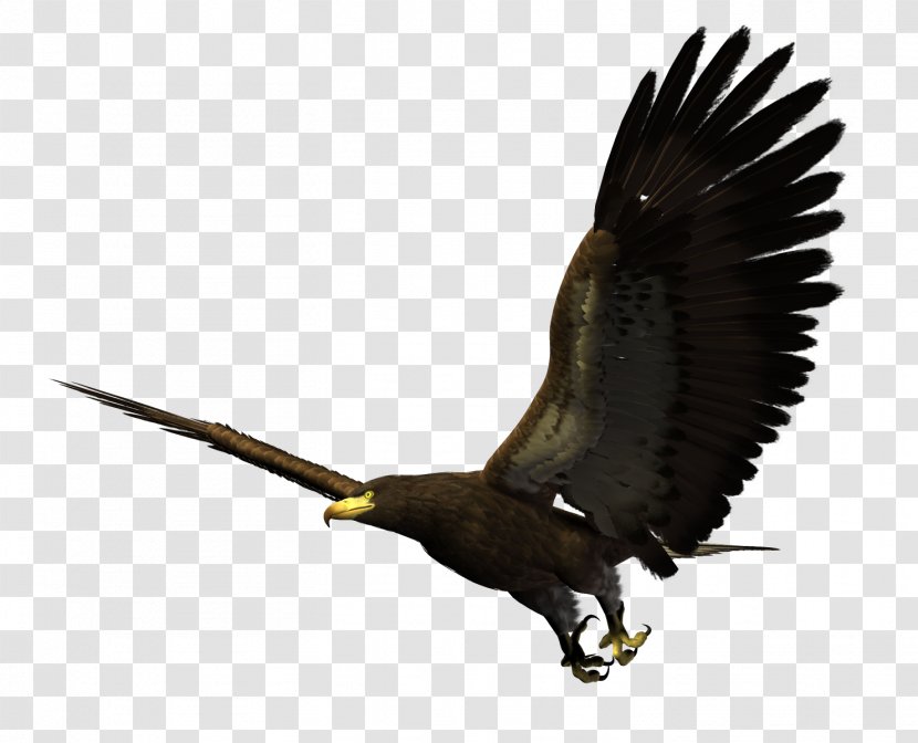 Bald Eagle Bird Flight Hawk - Flying Eagles Transparent PNG