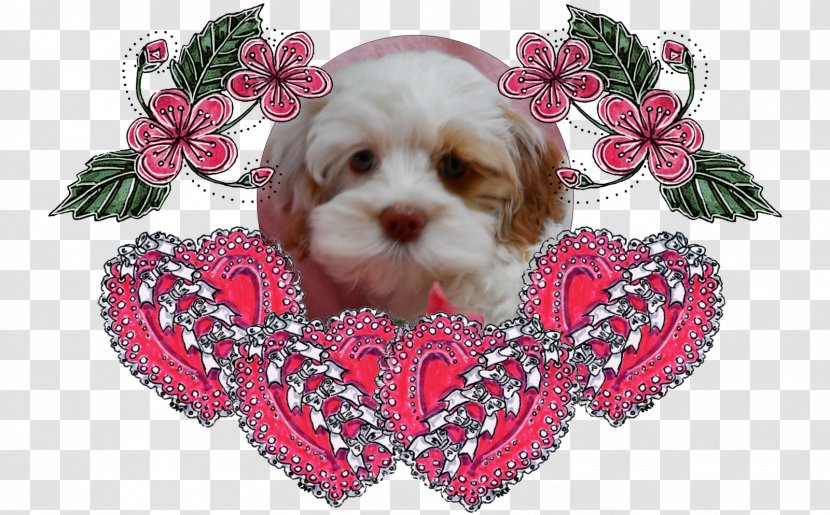 Cockapoo Puppy Shih Tzu Cavachon Dog Breed - Generation Transparent PNG