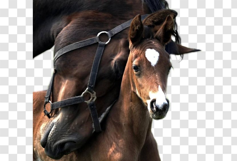 Foal American Miniature Horse Mare Paint Appaloosa - Infant - Child Transparent PNG