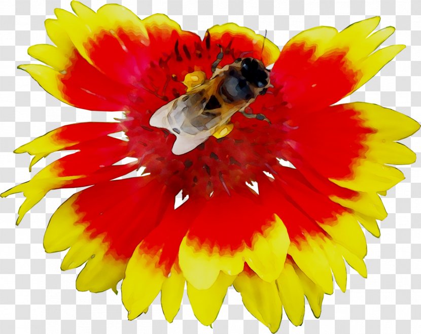 Honey Bee Transvaal Daisy Nectar Yellow Transparent PNG