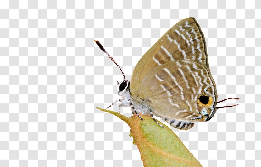 Brush-footed Butterflies Gossamer-winged Moth Fauna Pest - Dragonflies Transparent PNG