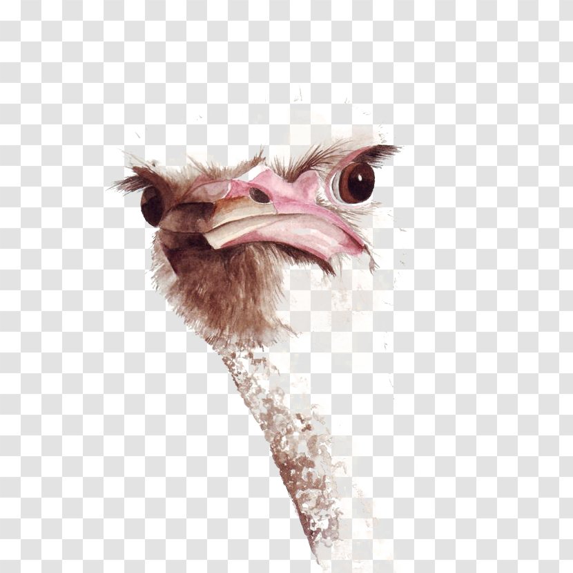 Common Ostrich Bird Watercolor Painting Drawing - Neck Transparent PNG