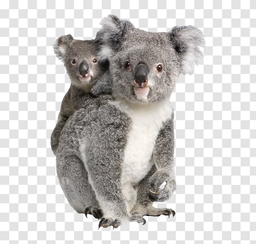 Billabong Zoo Koalas/Koalas Marsupial - Animal - Tambourine Green Transparent PNG
