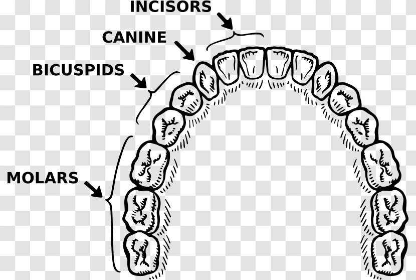 Human Tooth Dentistry Brushing Clip Art - Tree - Toothbrush Transparent PNG