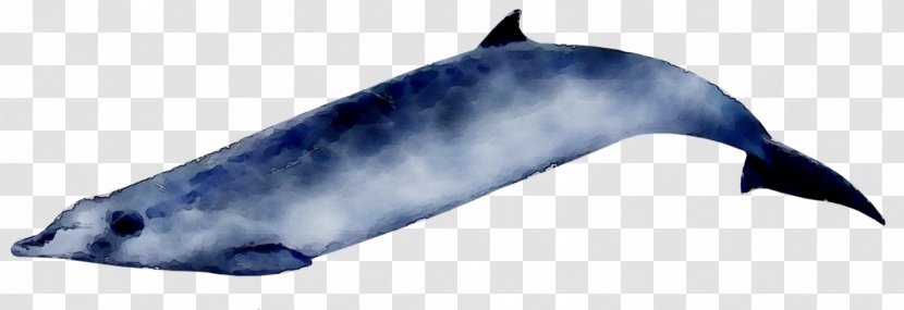 Tucuxi Porpoise Ginkgo-toothed Beaked Whale Dolphin - Cetacea - Whales Transparent PNG