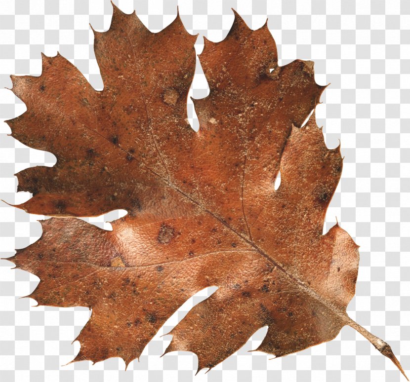 Autumn Leaf Color Clip Art - Leaves Transparent PNG