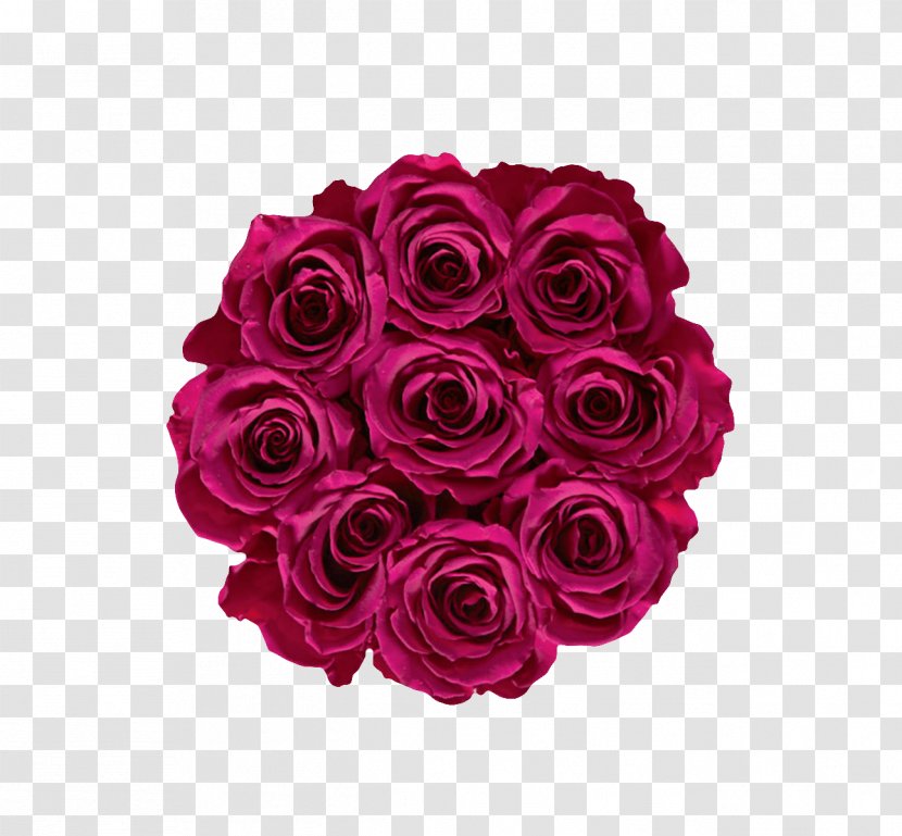 Garden Roses Cabbage Rose Cut Flowers Floral Design - Flower Transparent PNG
