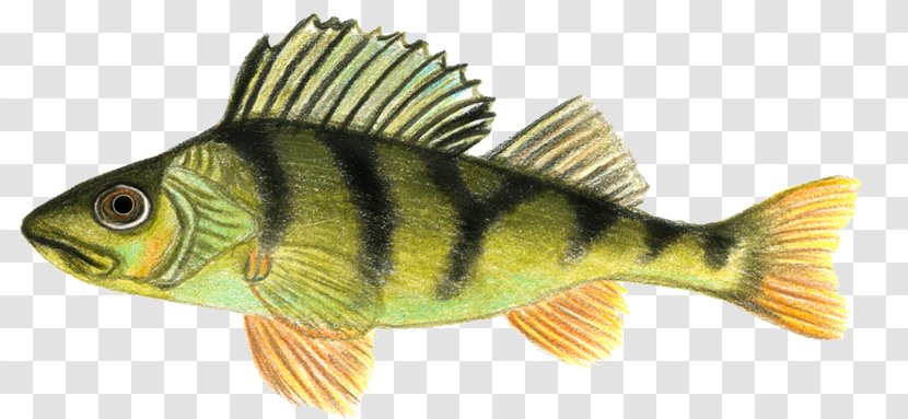 Perch Norway Freshwater Fish Angling - Saltwater - Af Transparent PNG