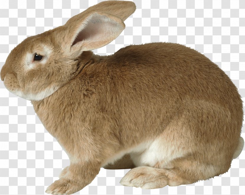 Easter Bunny Rabbit Hare - Mammal - Image Transparent PNG