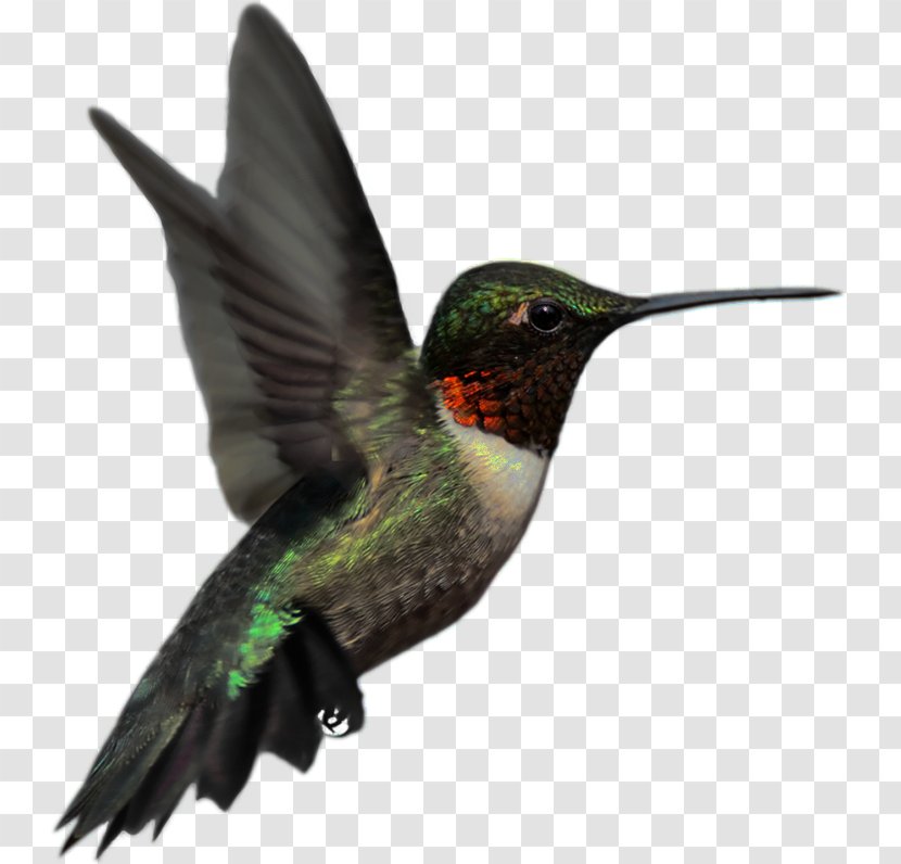 Ruby-throated Hummingbird Rufous Stock Photography Transparent PNG