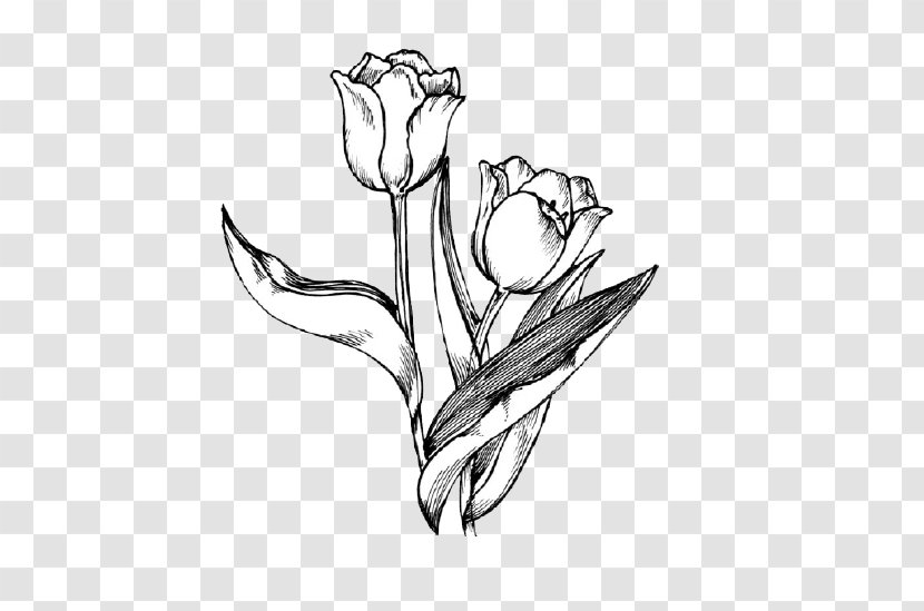 Tulip Drawing Flower Clip Art - Monochrome - Hand-painted Transparent PNG