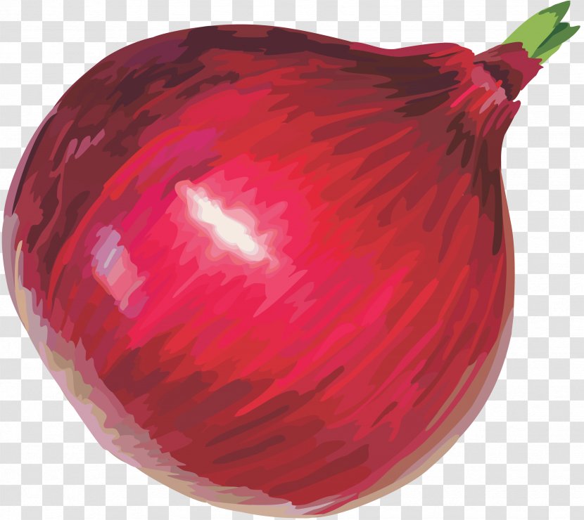 Red Onion Afghan Cuisine Clip Art - Produce - Image Transparent PNG