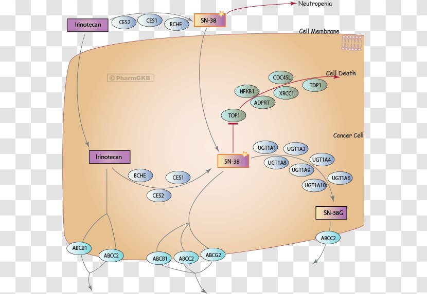 SN-38 Irinotecan Metabolic Pathway PharmGKB Topoisomerase - Pharmgkb - Enzyme Inhibitor Transparent PNG