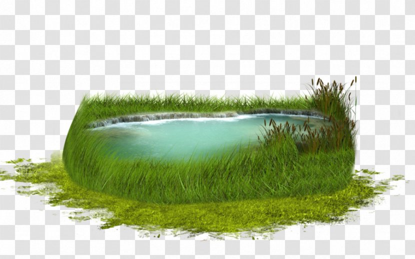 Lake Green Grass - Rectangle - Family Transparent PNG