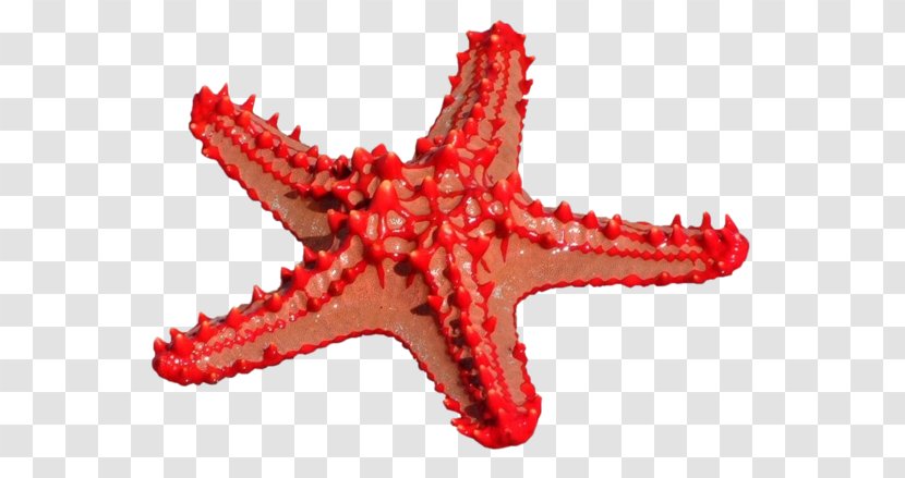 Starfish Ma Petite Fabrique Echinoderm Sea - Organism - Colored Transparent PNG