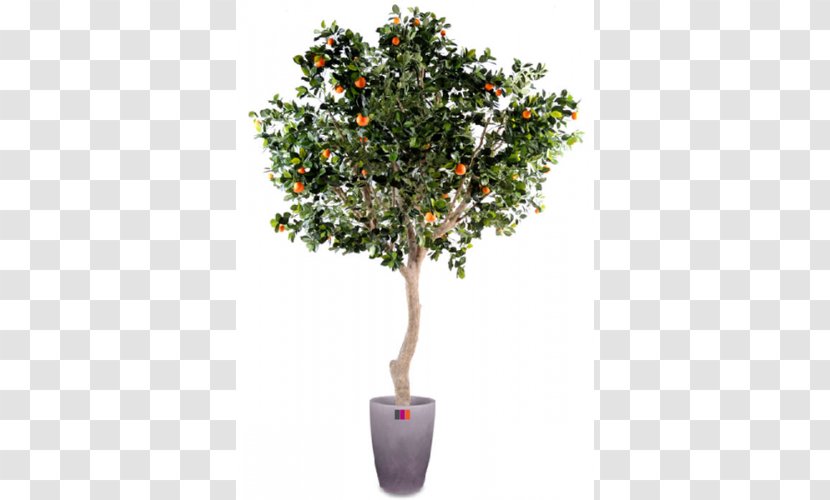 Orange Fruit Tree Green Trunk Transparent PNG