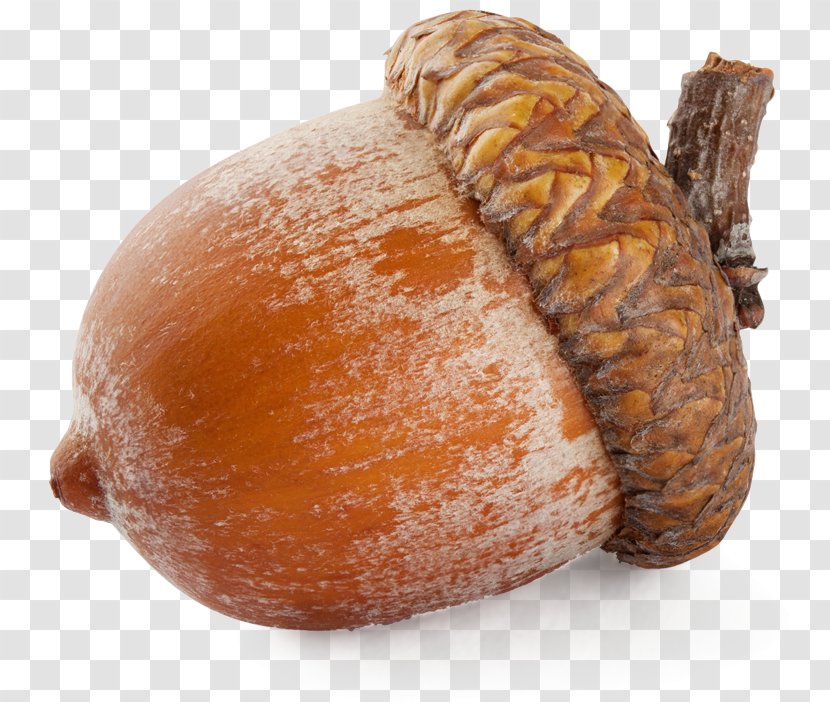 Acorn Clip Art - Winter Squash - Image Transparent PNG