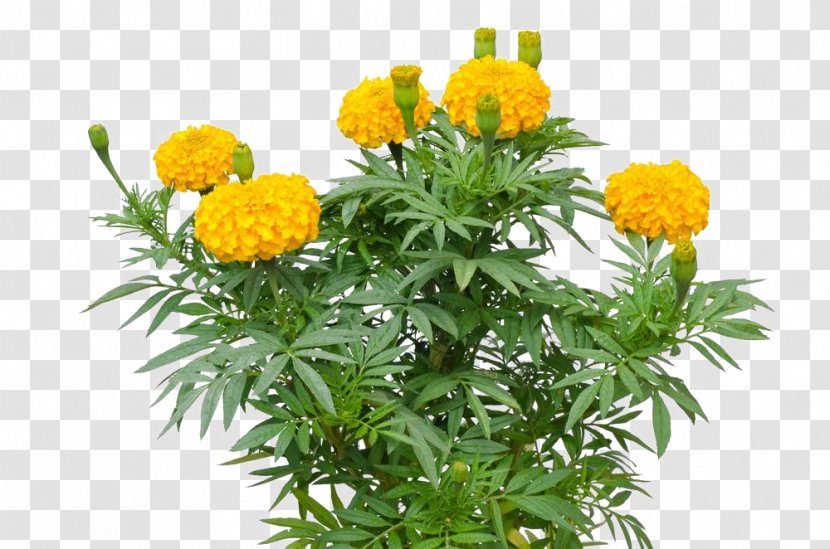 Mexican Marigold Tagetes Lucida Sunflower - Flower Transparent PNG