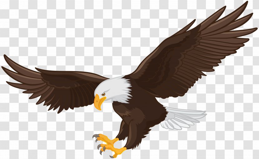 White-tailed Eagle Bald Clip Art - Wing Transparent PNG