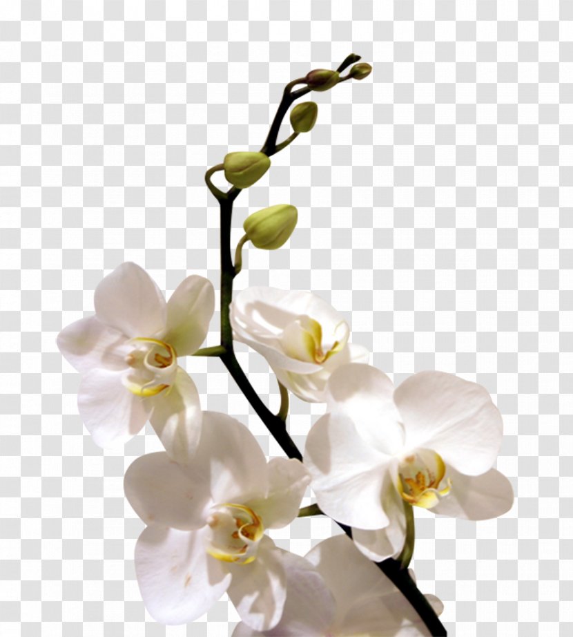 Flower Orchids Desktop Wallpaper - White - Orchid Transparent PNG