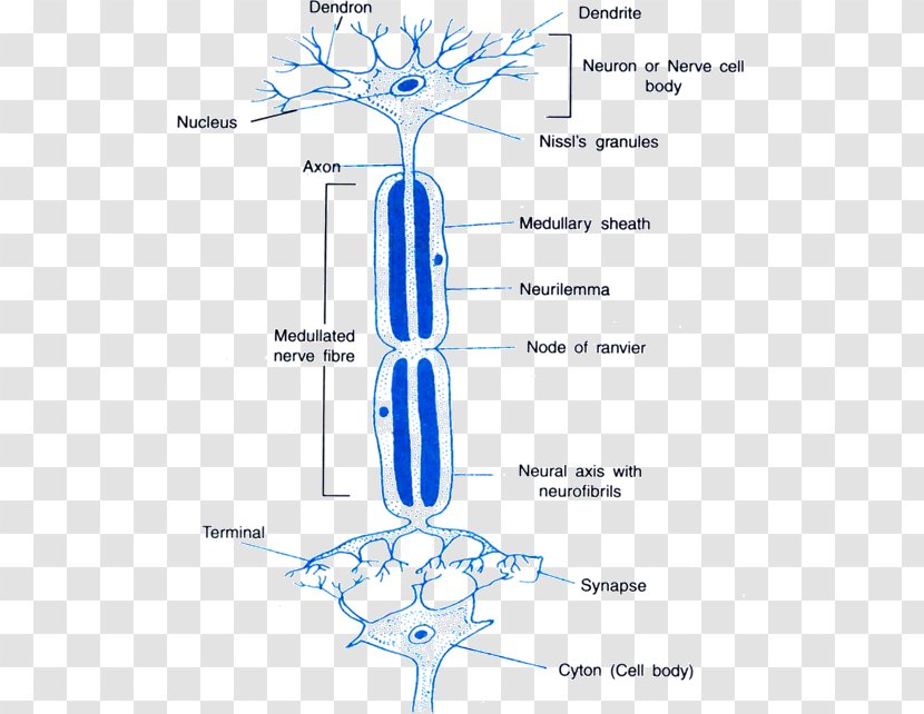 Neuron Neurotransmitter Synapse Axon Reflex - Heart - Nerve Structure Transparent PNG