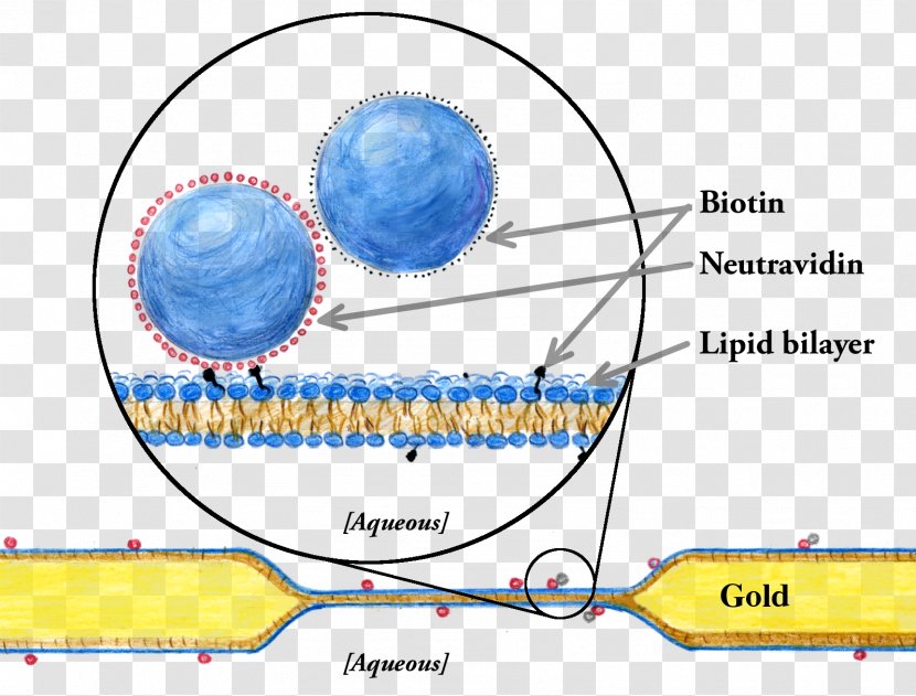 Model Lipid Bilayer Biological Membrane Cell - Nucleation Transparent PNG