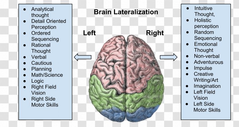 Lateralization Of Brain Function Cerebral Hemisphere Human Cortex - Frame - On The Transparent PNG