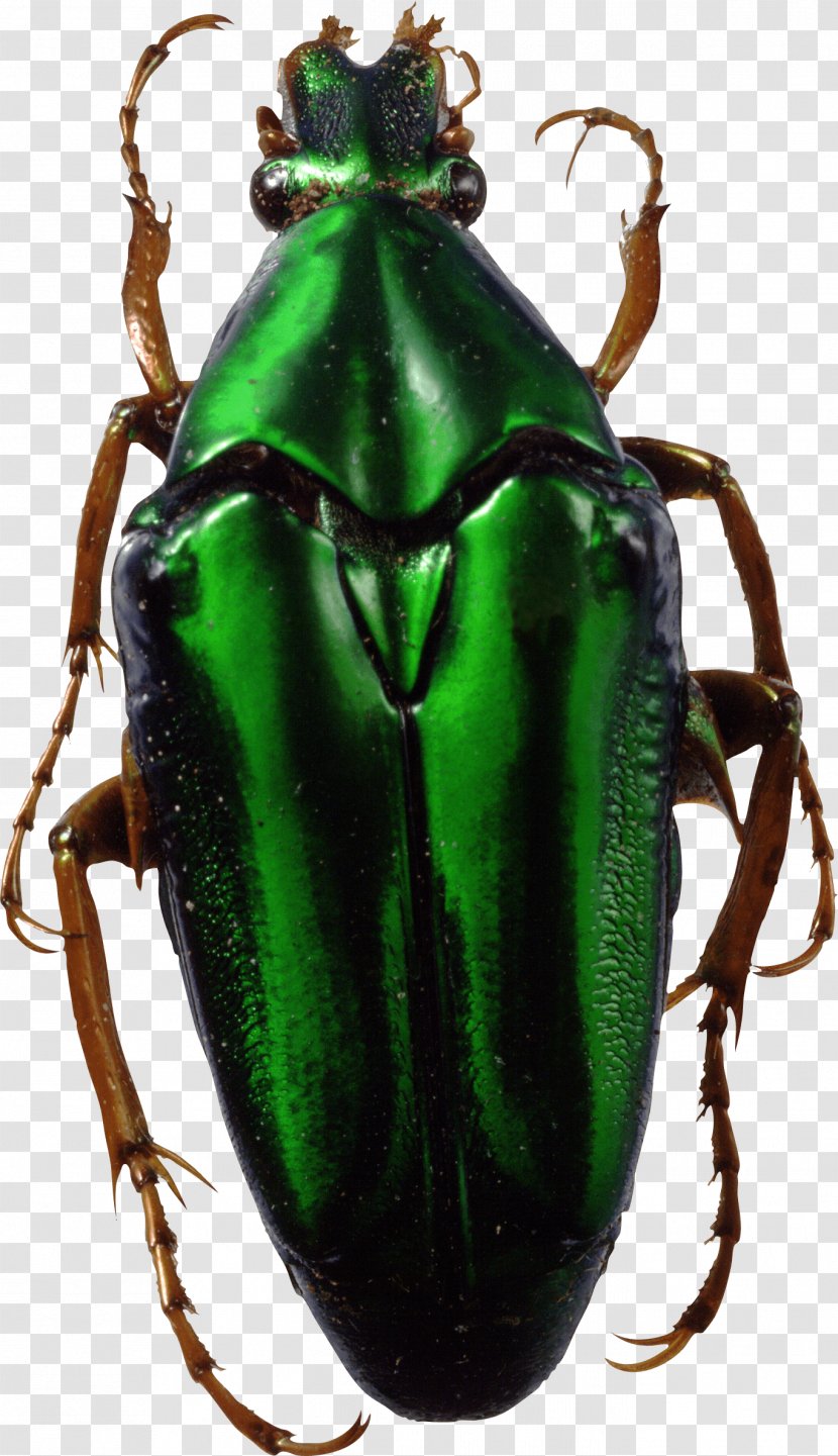Beetle Download - Scarabs Transparent PNG