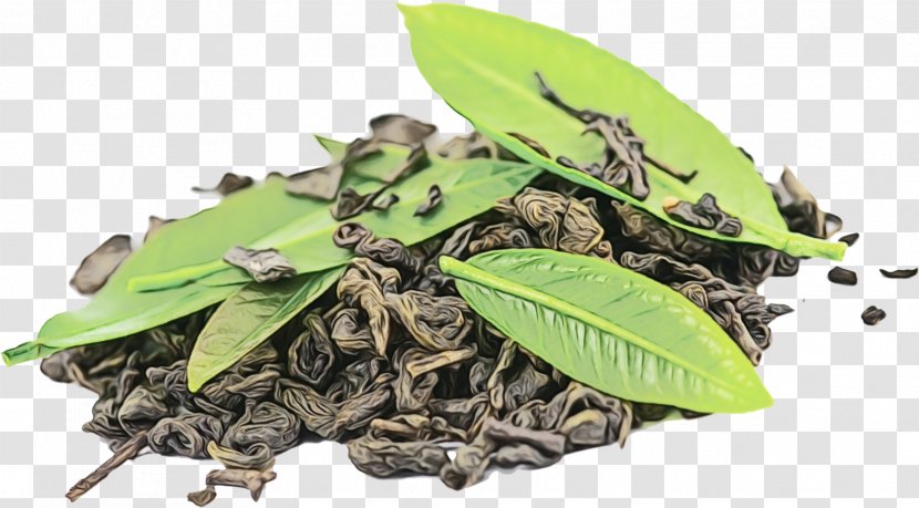 Leaf Green Tea - Chamomile - Insect Flower Transparent PNG