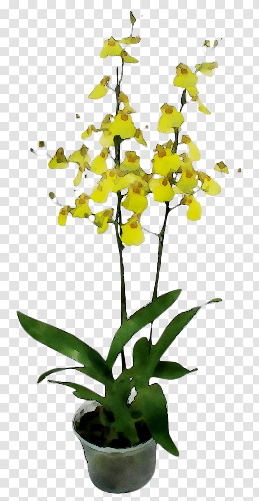 Moth Orchids Plant Stem Plants - Terrestrial Transparent PNG