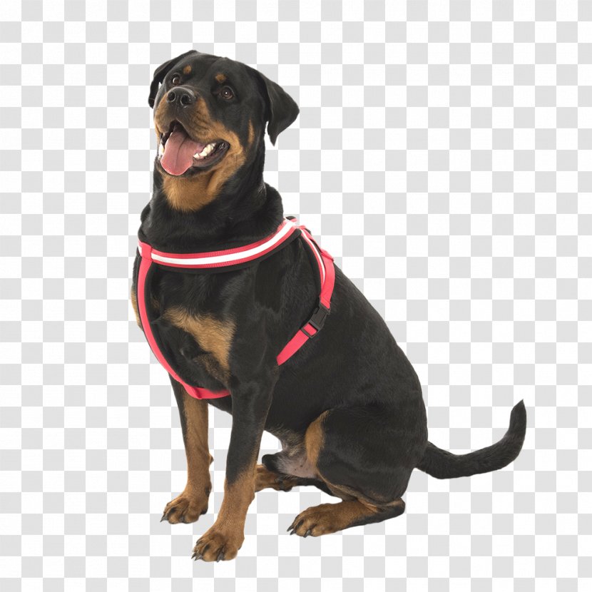 Rottweiler Puppy Dog Breed Leash Snout - Like Mammal Transparent PNG