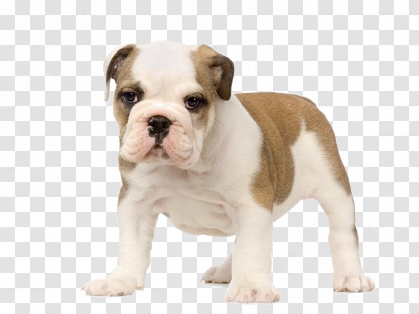 Olde English Bulldogge Old Bulldog Australian Valley - Non Sporting Group - Pets Material Plane Transparent PNG