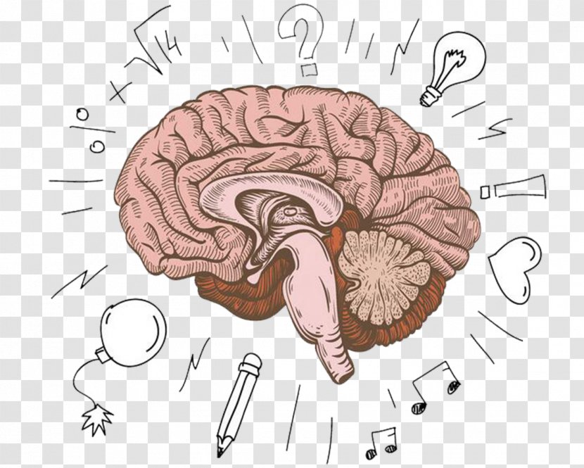 Cerebrum Human Brain Graphic Design - Tree - Development Transparent PNG