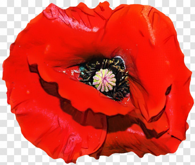 Drawing Of Family - Coquelicot - Anemone Perennial Plant Transparent PNG