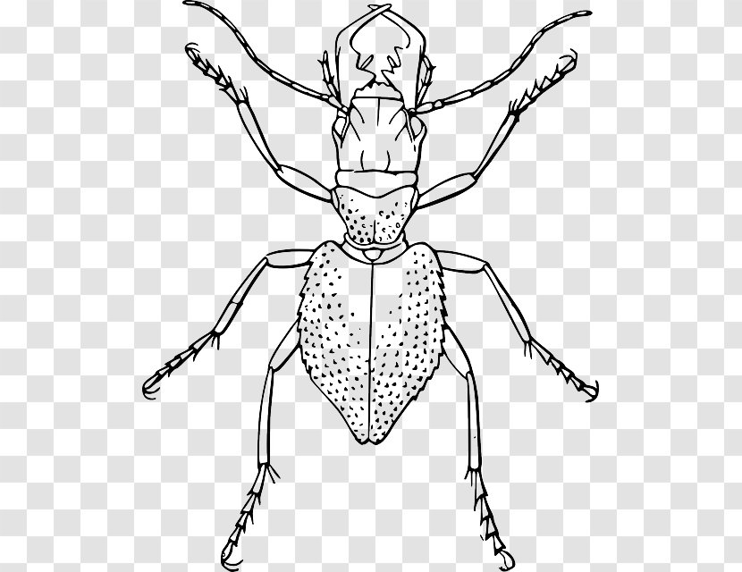 Beetle Drawing Line Art Clip - Membrane Winged Insect - Cockroach Transparent PNG