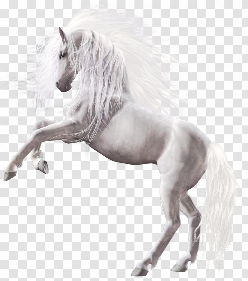 Wild Horse Pony Clip Art - White - Horses Transparent PNG