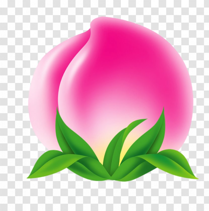 Longevity Peach Fruit Download Image - Cartoon - Flowering Plant Transparent PNG