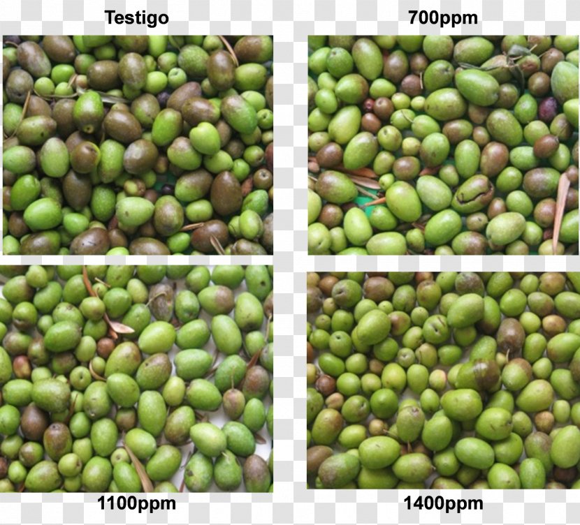 Food Olive Crop Legume Cold - Table - Aceituna Transparent PNG