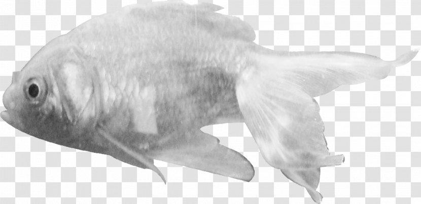 Shark Tropical Fish Animal Clip Art - Figure - Fishes Transparent PNG