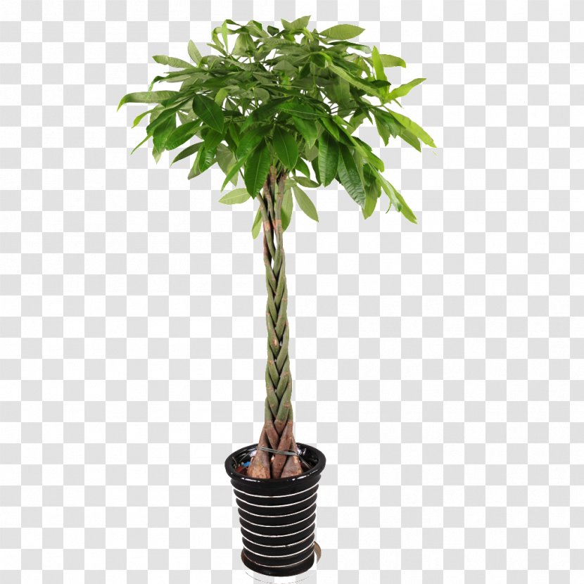 Guiana Chestnut Houseplant Garden Plants Tree - Plant Stem - Flower Pot Transparent PNG