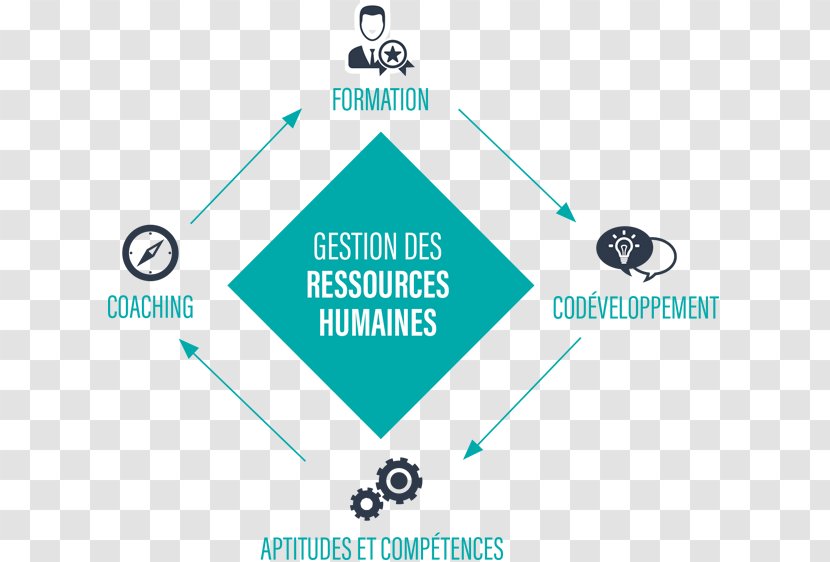 Human Resource Management Professional Development Savoir Planning - Area Transparent PNG