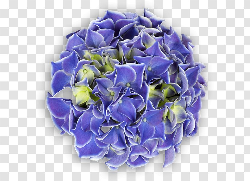 Cut Flowers Plant Lavender Hydrangea - Lilac Transparent PNG