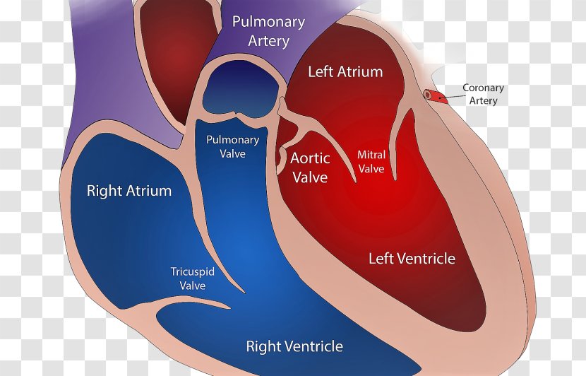 Bicuspid Aortic Valve Heart Disease Cardiovascular Mitral - Frame Transparent PNG