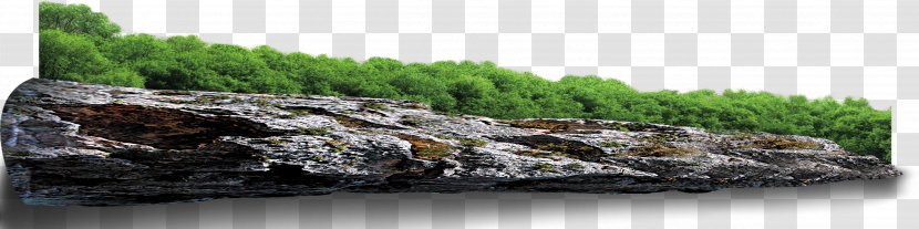 Clip Art - Food - Rock Vegetation Transparent PNG