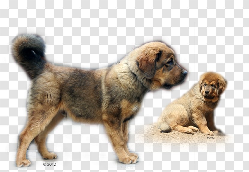 Dog Breed Leonberger Tibetan Mastiff Puppy English Transparent PNG