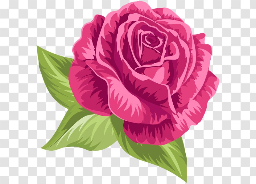 Garden Roses Cabbage Rose Floribunda Clip Art - Pink Family - Flower Transparent PNG