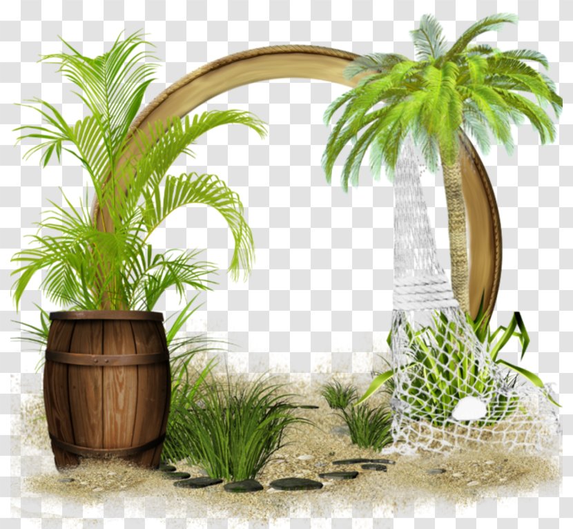 Coconut Flowerpot Summer Hit Single Houseplant - Grass Family Transparent PNG