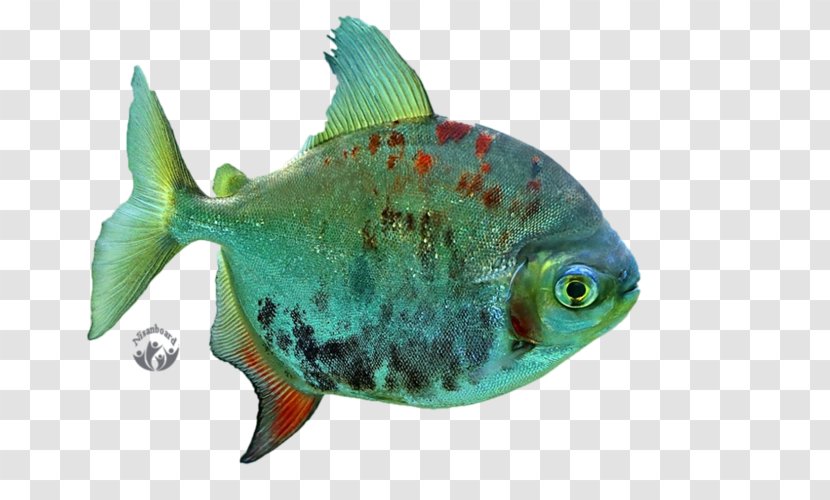 Desktop Wallpaper Freshwater Fish - Marine Mammal Transparent PNG