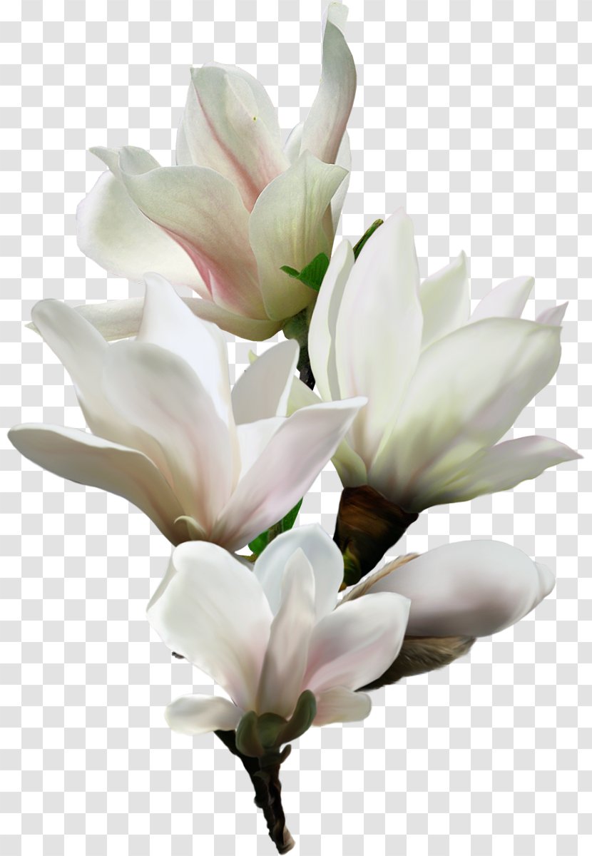 Flower Art Clip - Cut Flowers - Pedicure Transparent PNG