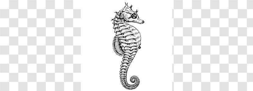 Seahorse Clip Art - Syngnathiformes - Mint Cliparts Transparent PNG